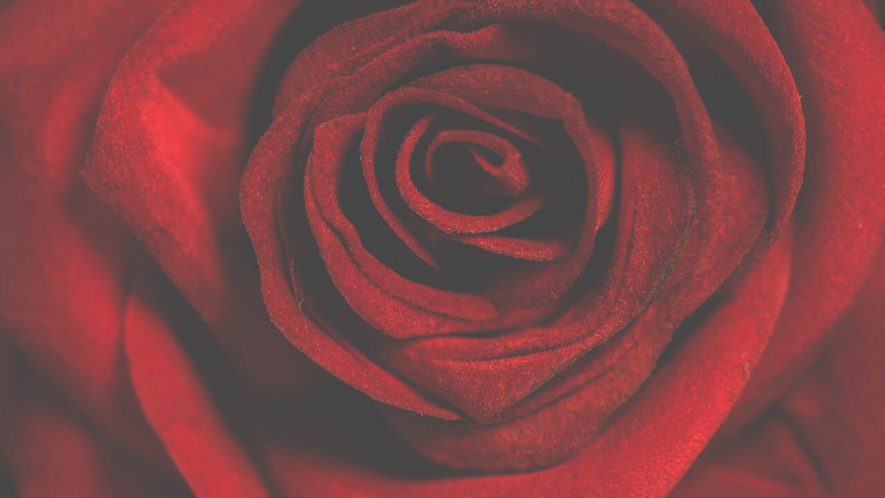 rouwboeket rozen